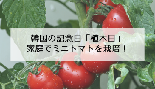 韓国でミニトマトを育てる！韓国の記念日「식목일（植木日）」とは？